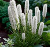 Питомник Омский Садовод