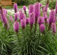 Питомник Омский Садовод