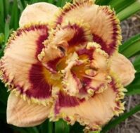 Питомник Омский Садовод