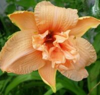 Питомник Омский Садовод