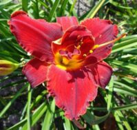 Питомник Омский Садовод