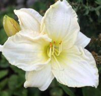 Питомник Омский Садовод