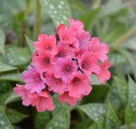 Питомник Омский Садовод