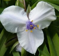 Питомник Омский Садовод