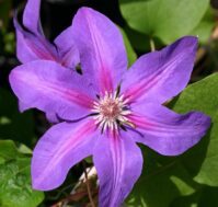 Питомник Омский Садовод