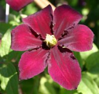 Питомник Омский Садовод