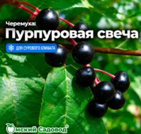 Питомник Омский Садовод