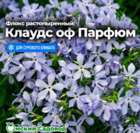 Флокс растопыренный: Клаудс оф Парфюм Питомник Омский Садовод