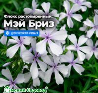 Флокс растопыренный: Мэй Бриз Питомник Омский Садовод