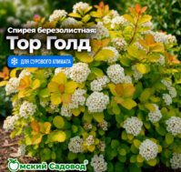 Спирея березолистная: Тор Голд Питомник Омский Садовод