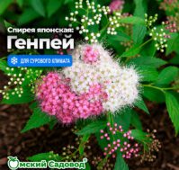 Спирея японская: Генпей Питомник Омский Садовод