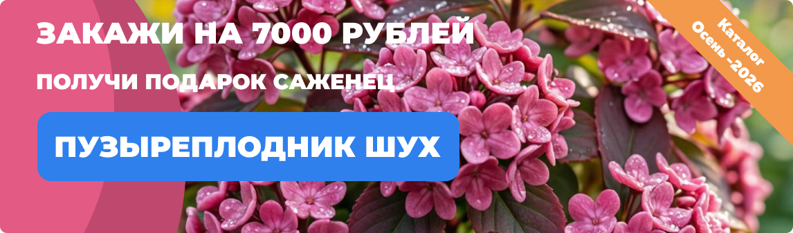 калина